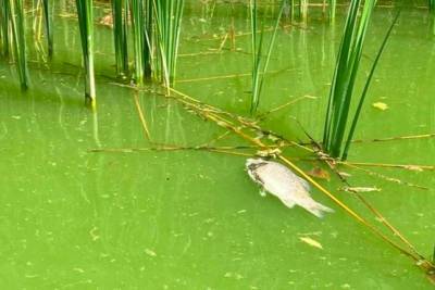 На Черкащине погибла рыба в водохранилище - rupor.info
