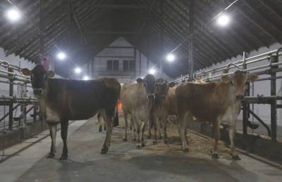Агропродсервис пополнил племенное поголовье - agroportal.ua - Украина - Англия - Джерси