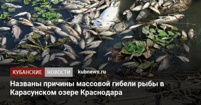 Названы причины массовой гибели рыбы в Карасунском озере Краснодара - kubnews.ru - Краснодарский край - Краснодар