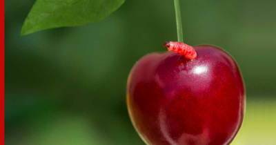 Червяки внутри вишни и черешни: как защитить ягоды от паразитов - profile.ru