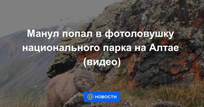 Манул попал в фотоловушку национального парка на Алтае (видео) - news.mail.ru - респ. Алтай - Экология