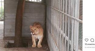 Инцидент с львицей на Кубани обнажил проблему эксплуатации животных в туризме - kavkaz-uzel.eu - Краснодарский край - район Успенский