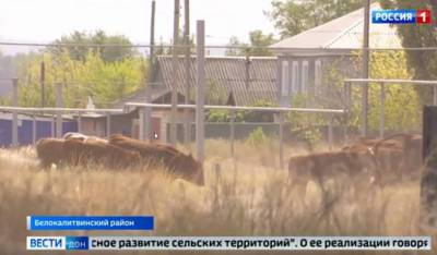 В Ростовской области для развития сельских территорий выделили 1 миллиард 400 миллионов рублей - dontr.ru - Ростовская обл.