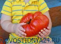 Ученые выявили у помидоров зачатки нервной системы - novostidnya24.ru - county Frontier