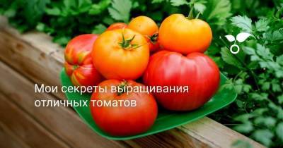 Мои секреты выращивания отличных томатов - skuke.net