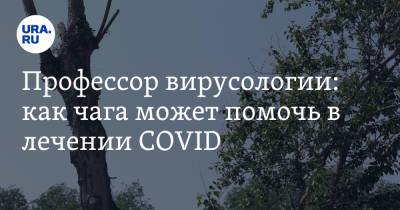 Александр Чепурнов - Профессор вирусологии: как чага может помочь в лечении COVID - ura.news