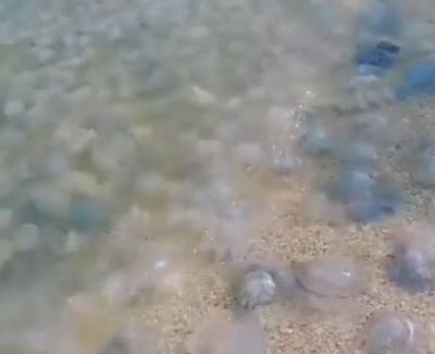 Российский регион заполонили гигантские медузы - reendex.ru - район Темрюкский - Экология