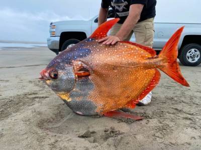 На пляж в США вымыло огромную «лунную рыбу» весом 45 кг (ФОТО) - enovosty.com - США - штат Орегон