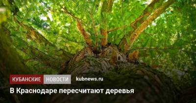 В Краснодаре пересчитают деревья - kubnews.ru - Краснодарский край - Краснодар