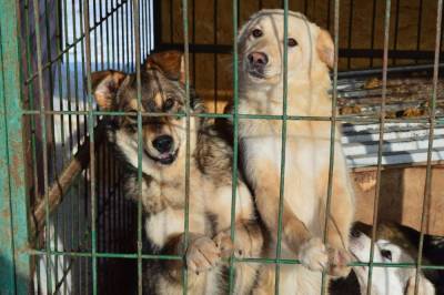 Возле Петровского рынка в Липецке бездомные собаки напали на семью - 7info.ru - Липецк