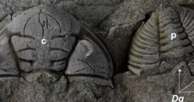 Уникальная окаменелость. Трилобит выжил после нападения и вырастил новый глаз 450 млн лет назад - focus.ua - Украина - Чехия