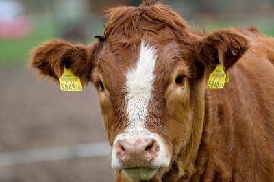 Житомирская область — пятая в Украине по поголовью КРС - agroportal.ua - Украина - Житомирская обл.