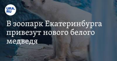 Светлана Акулова - В зоопарк Екатеринбурга привезут нового белого медведя - ura.news - Москва - Екатеринбург - респ. Саха