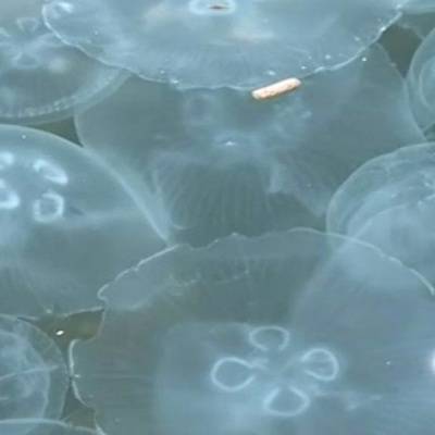 Большое количество медуз появилось в прибрежной зоне Азовского моря - radiomayak.ru - Россия