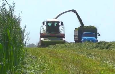 «Зеленой жатве» в Астарте способствовала погода - agroportal.ua - Украина