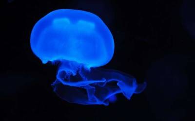 Учёные рассказали о разумных существах без мозга - actualnews.org