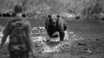 В одном из районов Удмуртии медведь напал на человека - gorodglazov.com - респ. Удмуртия - Ижевск - Нападение