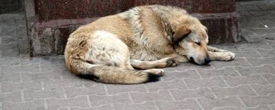 В Тамбовской области увеличат количество приютов для бездомных животных - runews24.ru - Тамбовская обл.