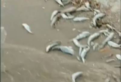 «Мало нам медуз, их еще рыбой тухлой разбавили»: в оккупированном Седово на пляж выносит мертвую рыбу - w-n.com.ua - Украина - ДНР - Ордло - район Новоазовский