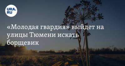 «Молодая гвардия» выйдет на улицы Тюмени искать борщевик - ura.news - Тюмень