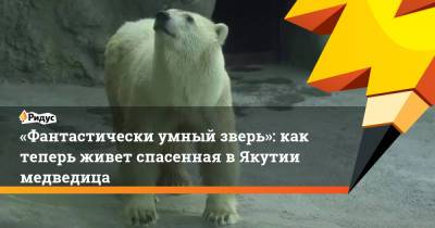 «Фантастически умный зверь»: как теперь живет спасенная в Якутии медведица - ridus.ru - респ. Саха