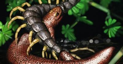 Мировой змей. Найден новый вид рептилий, живших на Земле 310 млн лет назад - focus.ua - США - Украина