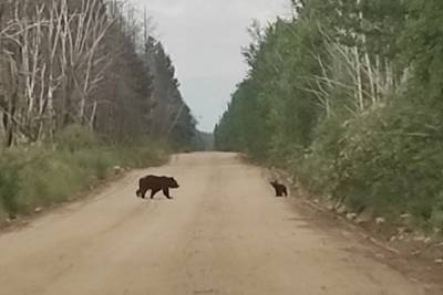 В Курумканском районе Бурятии на дорогу вышли медведи - ulan.mk.ru - респ.Бурятия