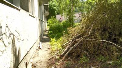 Пензячка пожаловалась на гору сухих веток у дома на Одесской - penzainform.ru