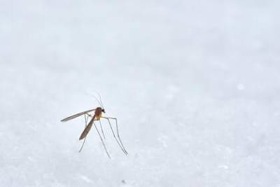 Эксперт рассказала о вызывающих серьезный риск для здоровья укусах насекомых - lenta.ru