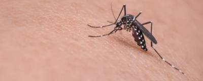 Аллерголог Максимова рассказала, когда после укуса комара следует обратиться к врачу - runews24.ru