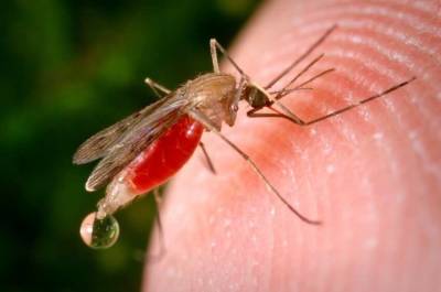 Врач Анна Максимова рассказала об опасности укусов комаров - actualnews.org
