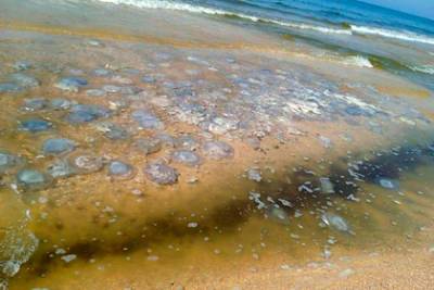 Названа причина появления тысяч гигантских медуз на российском пляже - lenta.ru - Краснодарский край - район Темрюкский