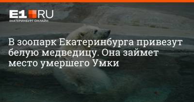 В зоопарк Екатеринбурга привезут белую медведицу. Она займет место умершего Умки - e1.ru - Екатеринбург