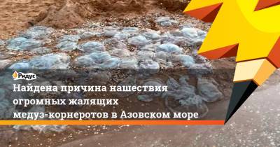 Найдена причина нашествия огромных жалящих медуз-корнеротов вАзовском море - ridus.ru - Краснодарский край - район Темрюкский