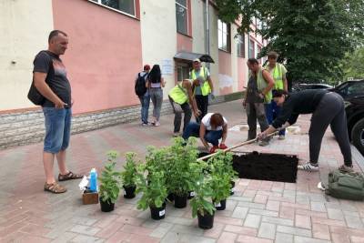 Новгородцы заполнили пустующие квадраты на Федоровском ручье красивыми растениями - mk.ru - Великий Новгород