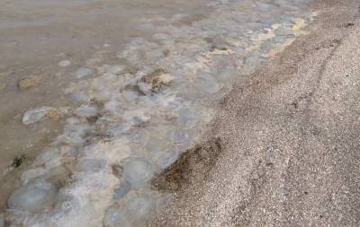 Вода стала ядовитая: Азовское море заполонили медузы-корнероты - privet-rostov.ru - район Темрюкский