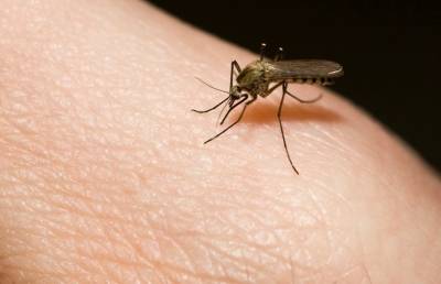 Укус обычного комара может довести до госпитализации: вы не знали этого - pupolita.ru