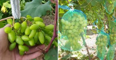 Что сделать с виноградом в июле, чтобы осенью собрать высокий урожай - skuke.net - Виноград