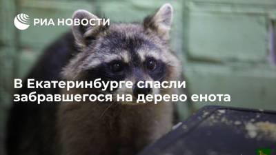 В Екатеринбурге спасли енота, который забрался на дерево - ria.ru - Россия - Екатеринбург