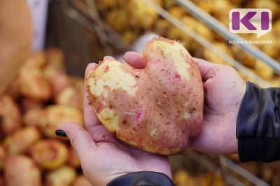 Агробиологи Коми посадят экспериментальный картофель в Арктической зоне - komiinform.ru - респ. Коми