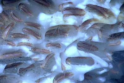 Вирджиния - Миллиарды загадочных безглазых червей выползли из ледников в горах - lenta.ru - USA - штат Вашингтон