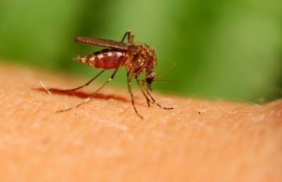 Из-за укуса комара человек может оказаться в больнице. Врач рассказал, в каких случаях такое бывает - ont.by - Белоруссия