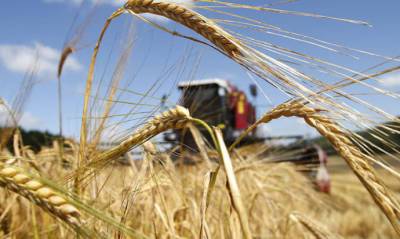 Жатва-2021: Украина уже собрала 14 миллионов тонн зерновых - epravda.com.ua - Украина - Аграрии