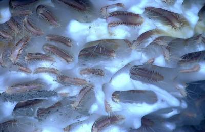 Вирджиния - Миллиарды безглазых червей выползают из вечных льдов: ученые в ступоре - pupolita.ru - USA - штат Вашингтон