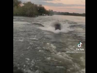 Погоня гигантского бегемота за катером: устрашающее видео напугало пользователей Интернета - u24.ru