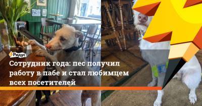 Сотрудник года: пес получил работу в пабе и стал любимцем всех посетителей - ridus.ru