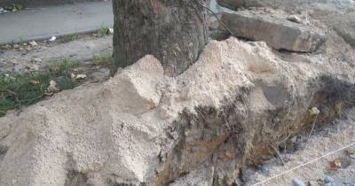 В Калининграде при реконструкции Колхозной обрубили корни деревьев (фото) - klops.ru - Калининград