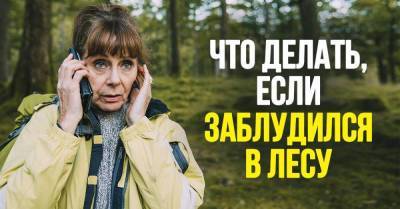 Если заблудился в лесу, нужно искать воду, но ничего есть нельзя - skuke.net