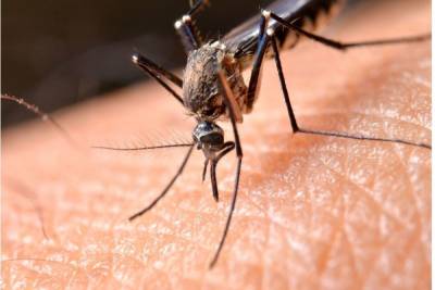 Петербуржцам рассказали, чем могут обернуться укусы комаров - spb.mk.ru