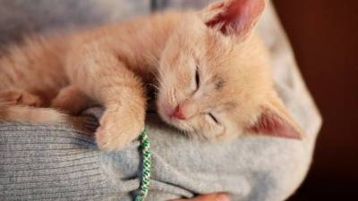 Почему кошки любят спать на человеке? — отвечают эзотерики - 5-tv.ru
